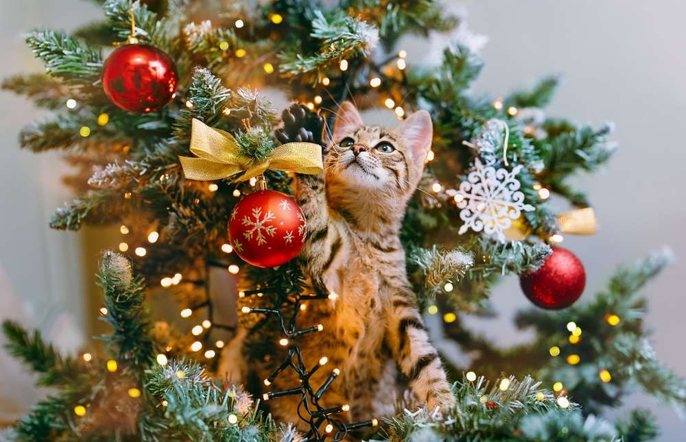 The cat looks out from the branches of a decorated Christmas tree