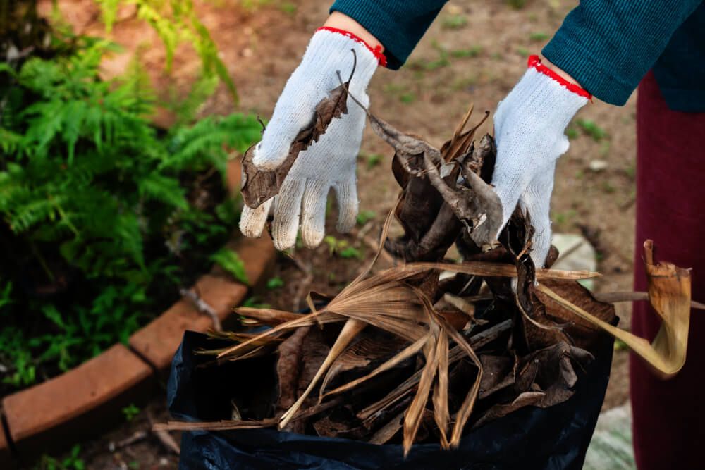 Hands in white cotton gloves scooping dry leafs up and dumping into black sack.