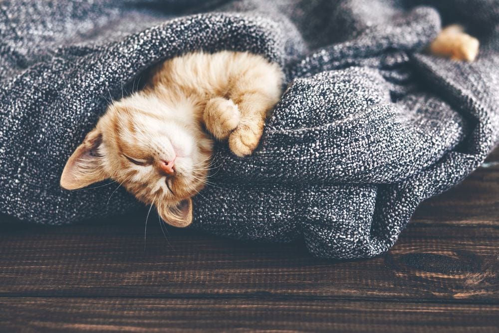 orange kitten sleeping in a blanket