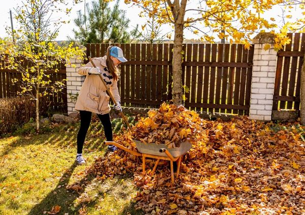 Woman in a blue hat raking colorful leaves onto a barrel |  | J_Koneva on Shutterstock