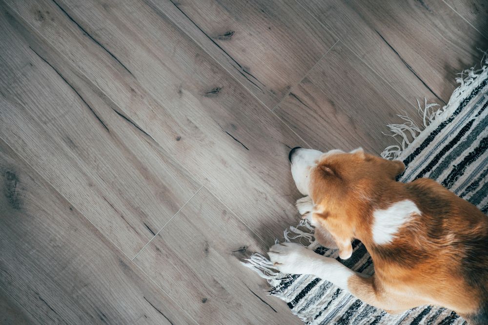 doggy top view on laminate floor and carpet