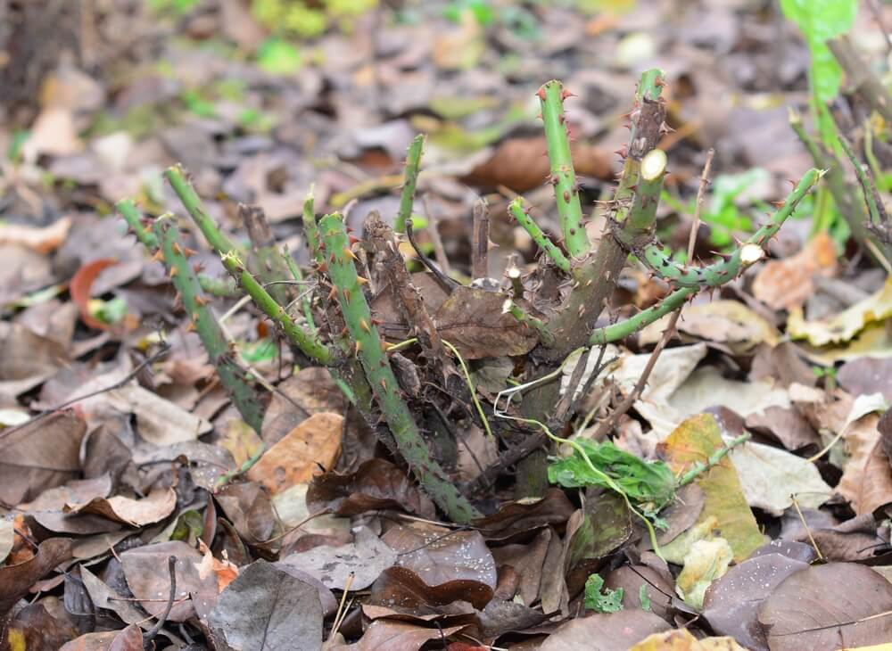 A rose bush with cut stems ready for mounding and winterizing